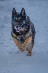 german shepherd dog on snow