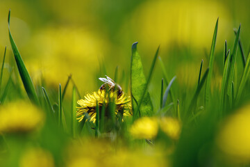 Bee on yellow dandelion in spring.