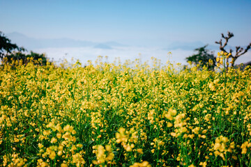 A sea of vibrant yellow rapeseed flowers bloom under a clear blue sky, with distant mountains softly blurred in the background