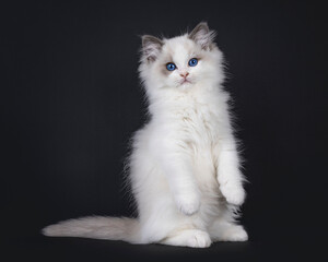 Cute young blue bicolor Ragdoll cat kitten, sitting on hind paws like Meerkat with front paws...