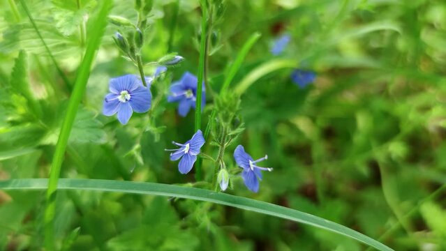 Close-up view of blue Veronica chamaedrys (germander speedwell, bird's-eye speedwell, or cat's eyes) flowers in a sunny day. Slow motion video. Soft focus. Beauty in nature theme.