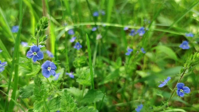 Close-up view of blue Veronica chamaedrys (germander speedwell, bird's-eye speedwell, or cat's eyes) flowers in a sunny day. Slow motion video. Soft focus. Beauty in nature theme.