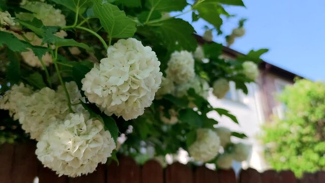 Close-up of white Viburnum opulus (or guelder rose) flowers in a sunny spring day. Green leaves. Slow motion handheld video. Beauty in nature theme.