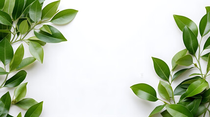 Green leaves on a white background, copy space