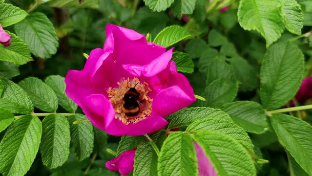 Close-up view of Bombus rupestris (cuckoo bumblebee) feeding on nectar of beautiful pink colored wild rose flower in a summer day. Soft focus. Slow motion handheld video.  Beauty in nature theme.
