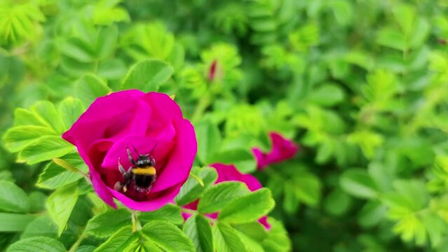 Close-up view of Bombus rupestris (cuckoo bumblebee) feeding on nectar of beautiful pink colored wild rose flower in a summer day. Soft focus. Slow motion handheld video.  Beauty in nature theme.