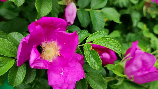 Close-up view of Bombus rupestris (cuckoo bumblebee) feeding on nectar of beautiful pink colored wild rose flower in a summer day. Soft focus. Slow motion handheld video.  Beauty in nature theme.
