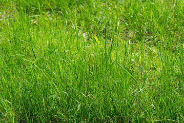 Green grass texture, grass field background. 