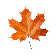 Naklejka na ściany i meble Vibrant Autumn Maple Leaf Isolated