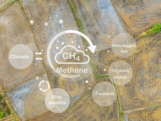 Fototapeta na wymiar Methane emission from rice fields. Rice paddies are a major source of atmospheric methane (CH4). Wetland rice cultivation a major Cause of Global Warming