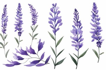 Fototapeta na wymiar Watercolor purple lavender flowers and leaves collection. illustration, Generative AI