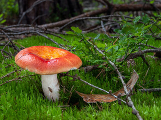 Edible red mushroom Russula paludosa in green moss. Wild brittlegill close-up. - obrazy, fototapety, plakaty