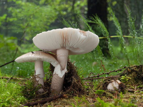 Edible mushroom Amanita rubescens, also known as Blusher fungus, growing in the forest