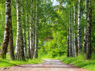Avenue of Birch Trees - 690953639