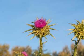 Fleur de chardon en gros plan dans un champs au printemps.