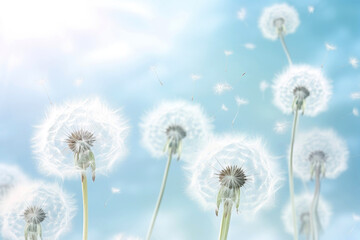 Delicate dandelion blowballs against light blue background