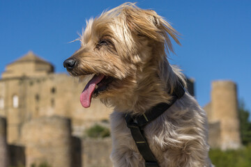 Yorkshire terrier dog on vacation in front of Loarre castle Huesca Spain traveling with pet