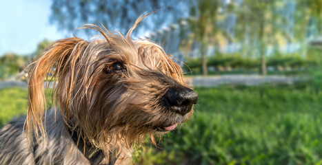 Macro photo animal dog yorkshire terrier. Textured background portrait of Yorkshire terrier in a park with green
