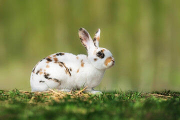 Tricolor rex rabbit in summer - 690957458