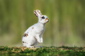 Tricolor rex rabbit in summer