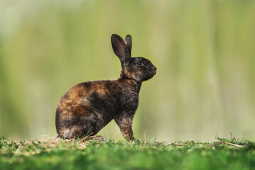 Tricolor rex rabbit in summer - 690957476