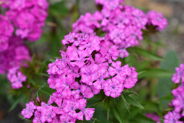 Sweet William flowers