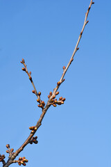 Sweet cherry branch with buds