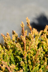 Creeping juniper Lime Glow branch