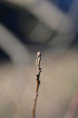 English oak branch with bud