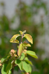 Alder-leaved serviceberry Obelisk leaves
