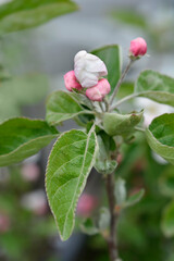 White Transparent apple branch with flowers