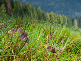 Psilocybe semilanceata, psylocibin psychedelic mushrooms,, called Liberty Cap