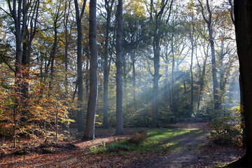 Tijdens een herfstwandeling in het bos zie je vaak bundels zonlicht door de bomen priemen....