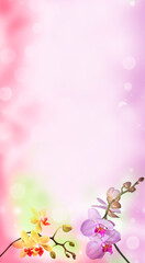 pink orchid and empty space for text