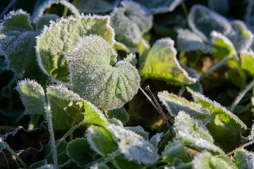 Foto op Aluminium Ijskristallen zijn zichtbaar aan de rand van de groene bladeren tijdens een korte vorstperiode in de winter © ArieStormFotografie