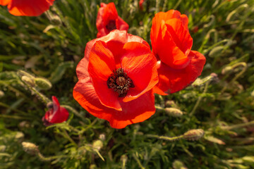 Fleurs de coquelicots en gros plan dans un champs au printemps.