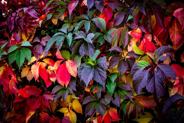 Herbstzeit bunt-bl&auml;tter