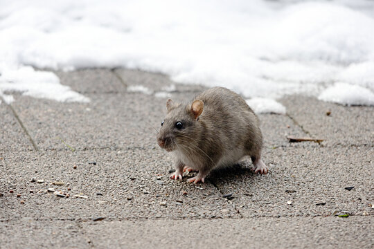Eine junge Ratte frisst auf dem Boden liegendes Vogelfutter