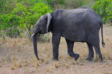 Wild African elephant in a natural environment