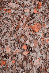 leaves as background in Peach Fuzz color