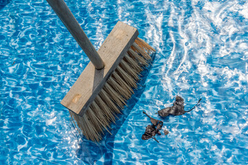 Close-up of a bone when sweeping leaves and spins during cleaning a garden pool. preparation for the summer season.