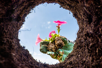 Close-up of woman hand in gardening gloves plants a spring flower shoot. View from a freshly dug pit on a small flower seedling. View from below.