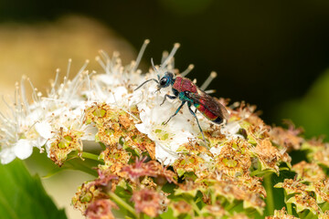 Hedychrum Nobile macro close-up with its vibrant metallic hues is a parasitic insect commonly known as a jewel wasp, stock photo image