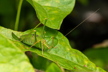 Speckled Bush Cricket, (Leptophynes punctatissima) a common green insect species found in fields meadows and gardens in the UK which is similar to a grasshopper, stock photo image