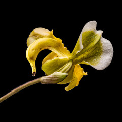 Orchidea banana