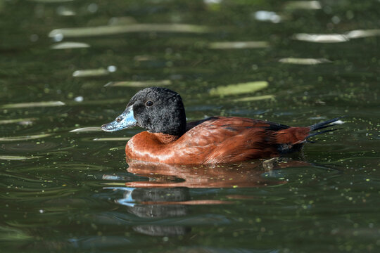 Blue-billed duck (Oxyura australis) which is a migratory aquatic sea bird swimming on a lake, stock photo image