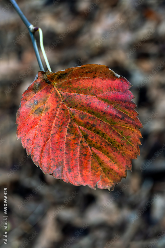 Canvas Prints red leaf background in autumn fall colour during november, macro close up stock photo image
