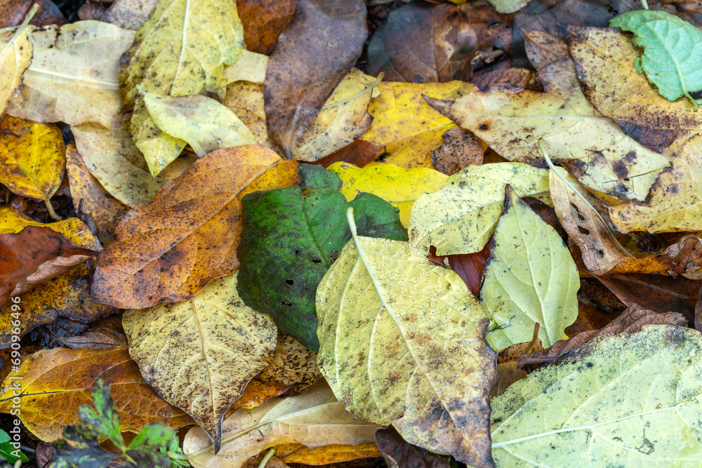 Wall mural autumn leaves background which have an red orange yellow or brown leaf during the fall season in nov