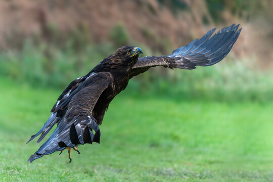 Golden Eagle (Aquila chrysaetos) flying and swooping in flight stock photo