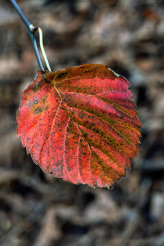 Red leaf background in autumn fall colour during November, macro close up stock photo image
